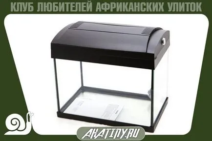 Как да се оборудва или терариум контейнер охлюв Achatina (охлюви) Как да се оборудва или терариум контейнер охлюв Achatina