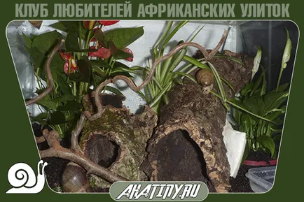 Как да оборудваме клетката или охлюв Achatina контейнер (контейнер) Как да се оборудва или терариум контейнер охлюв Achatina