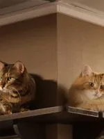 Как да отвикне котка ухапване