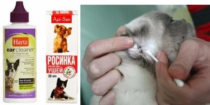 Как да се почисти котешки уши като у дома си, можете да направите това, как правилно да се мият, избършете и