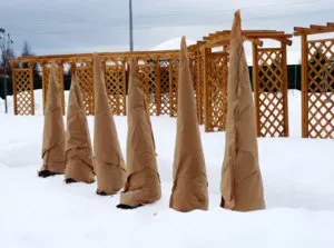 Как да се засадят туя на открито място