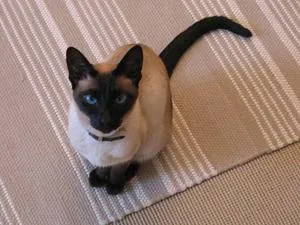 Как да се обучават на котка и котка у дома