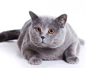 Как да се обучават на котка и котка у дома