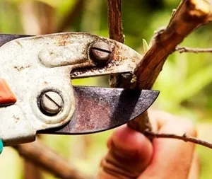 Как да се намали ябълката през есента, веригата и видеото (вдясно) Как да се намали ябълката през есента, както и видео верига