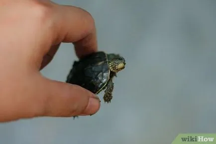 Как да хванете костенурка