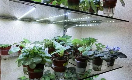 Като бебета седят виолетово от листа
