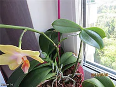 Как да се размножават Phalaenopsis орхидея