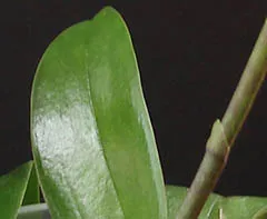 Как да се размножават Phalaenopsis орхидея