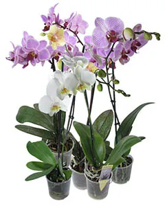 Как да се размножават Phalaenopsis орхидея