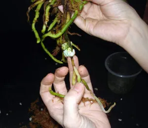 Как да се размножават Phalaenopsis орхидея в дома методи usloivyah, съвети, препоръки (начини) Как да се размножават Phalaenopsis орхидея в дома методи usloivyah, съвети, съвети