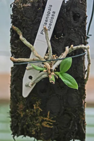 Как да се размножават Phalaenopsis орхидея в дома методи usloivyah, съвети, препоръки (размножаване орхидеи у дома) Как да се размножават Phalaenopsis орхидея в дома методи usloivyah, съвети, съвети