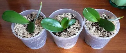Как да се размножават Phalaenopsis орхидея