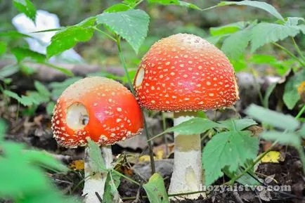 Как да се размножават fungi - информация за любители