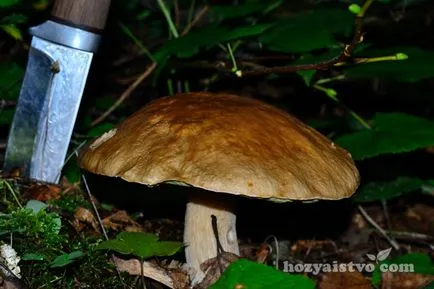 Как да се размножават fungi - информация за любители