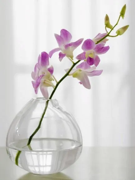 Как се размножава орхидея Phalaenopsis
