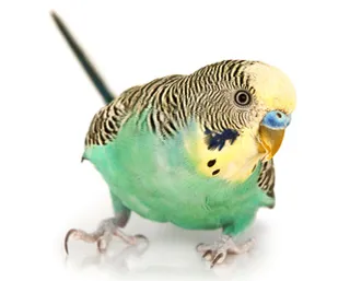 Как да си направим ръка Budgie практически съвети
