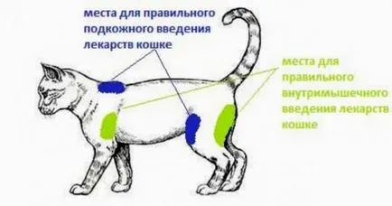 Как да получите изстрел котка