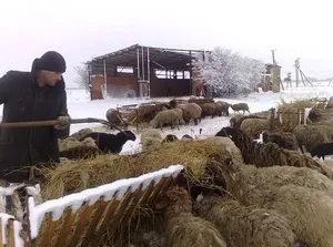Как да запазим нюансите на овце овцевъдството у дома за начинаещи, правила