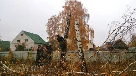 Как да се отсече едно дърво по силата на закона и без наказание