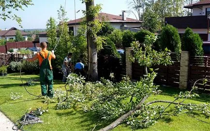 Как да се отсече едно дърво по силата на закона и без наказание