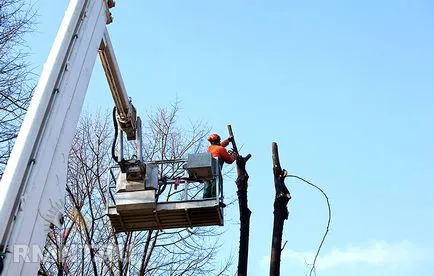 Как да се отсече едно дърво по силата на закона и без наказание