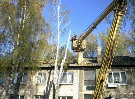 Как да се отсече едно дърво по силата на закона и без наказание