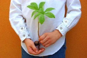 Как да расте едно Buckeye гайка от къщата (снимка растения)