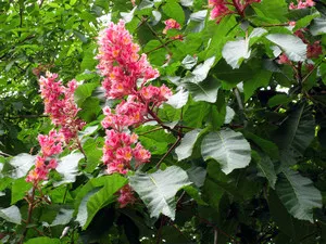 Как да расте едно Buckeye гайка от къщата (снимка растения)