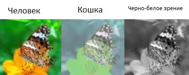 Как да видите котката -Може котките виждат в тъмното