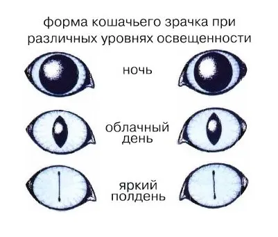 Как да видите котката -Може котките виждат в тъмното