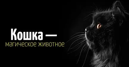 Как да видите котките нашия свят, описание на характеристиките, изображения, видеоклипове
