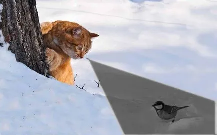 Как да видите котките