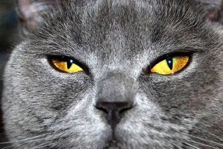 Как да видите котката -Може котките виждат в тъмното