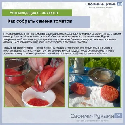 Как да растат домати в оранжерия - инструкции стъпка по стъпка!
