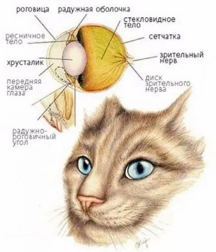 Как да видите котките и котки са нашият свят, хората в тъмното