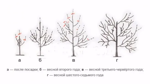 Как да растат костите на кайсия засаждане и видео грижи