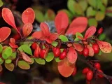 Каланхое - грижи в дома поливане, резитба, пресаждане, торене