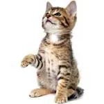 Кашлица при котки симптоми, причини, лечение, профилактика, ветеринарна служба на региона Владимир