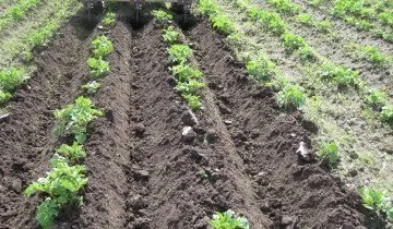 Картофи от семена за производство на елитни сортове