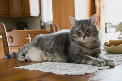 Снимки за деца котка снимки