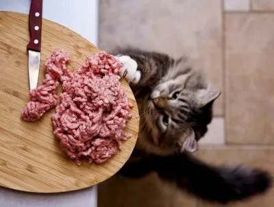 Снимки за деца котка снимки
