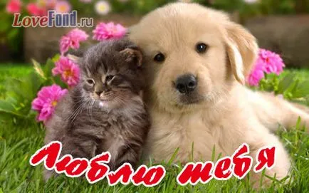 Снимки за любовта