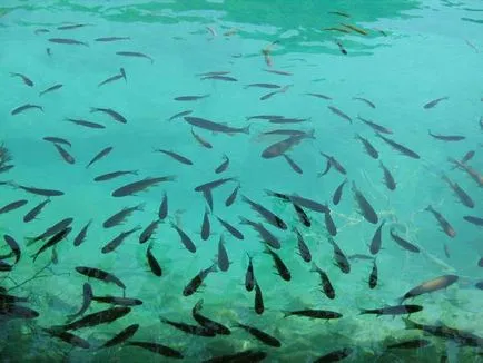 Какво мечта тълкуване езеро сън, с чиста вода, да плува, да се види в гората, да плувате, замразени,