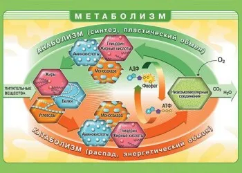 Как да се ускори обмяната на веществата (моята истина), отслабнете лесно