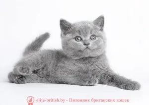 Кодове породи котки
