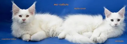 Кодове цветове на котки, използвани WCF системи, Файф