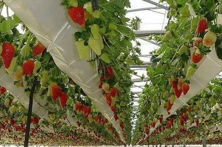 Strawberry хидропонно отглеждане, грижи, предимствата на метода, снимка, видеоклип