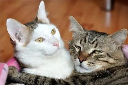 Companion за вашата котка, всяка котка, приятелство с котка куче кученце познат котка, заек
