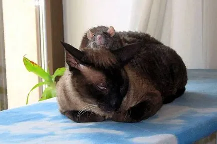Companion за вашата котка, всяка котка, приятелство с котка куче кученце познат котка, заек