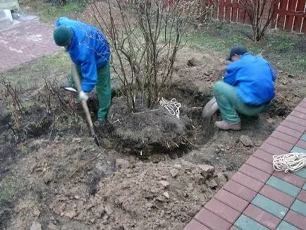 Кога и как да трансплантира люляк